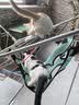 遇萤猫咪剪指甲固定包神器防抓控猫袋洗澡防咬控制悬挂式宠物美容吊床 湖蓝色S【建议12斤内】 送两个挂钩 实拍图