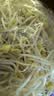 黄豆芽300g 实拍图