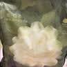 babycare爆款山茶花一次性内裤女士孕产妇XL码15条【安全灭菌】 实拍图