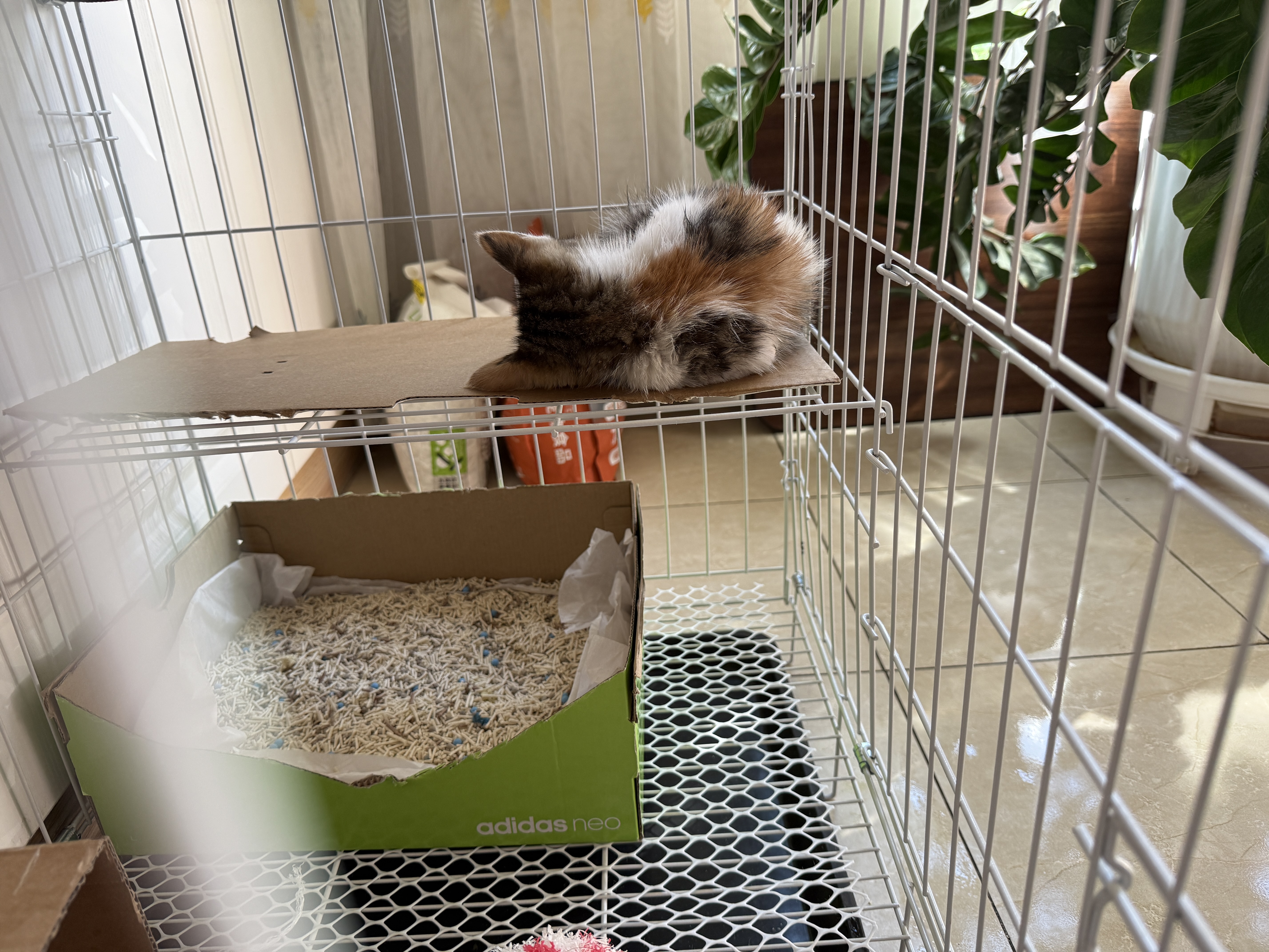憨憨宠猫笼折叠猫笼子大号猫别墅加粗加密双层猫舍猫窝宠物猫咪用品家用 白色 600双层 实拍图