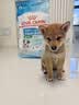 皇家狗粮 幼犬狗粮 宠物 小型犬 MIJ31 全价犬粮 2-10月 2KG 实拍图