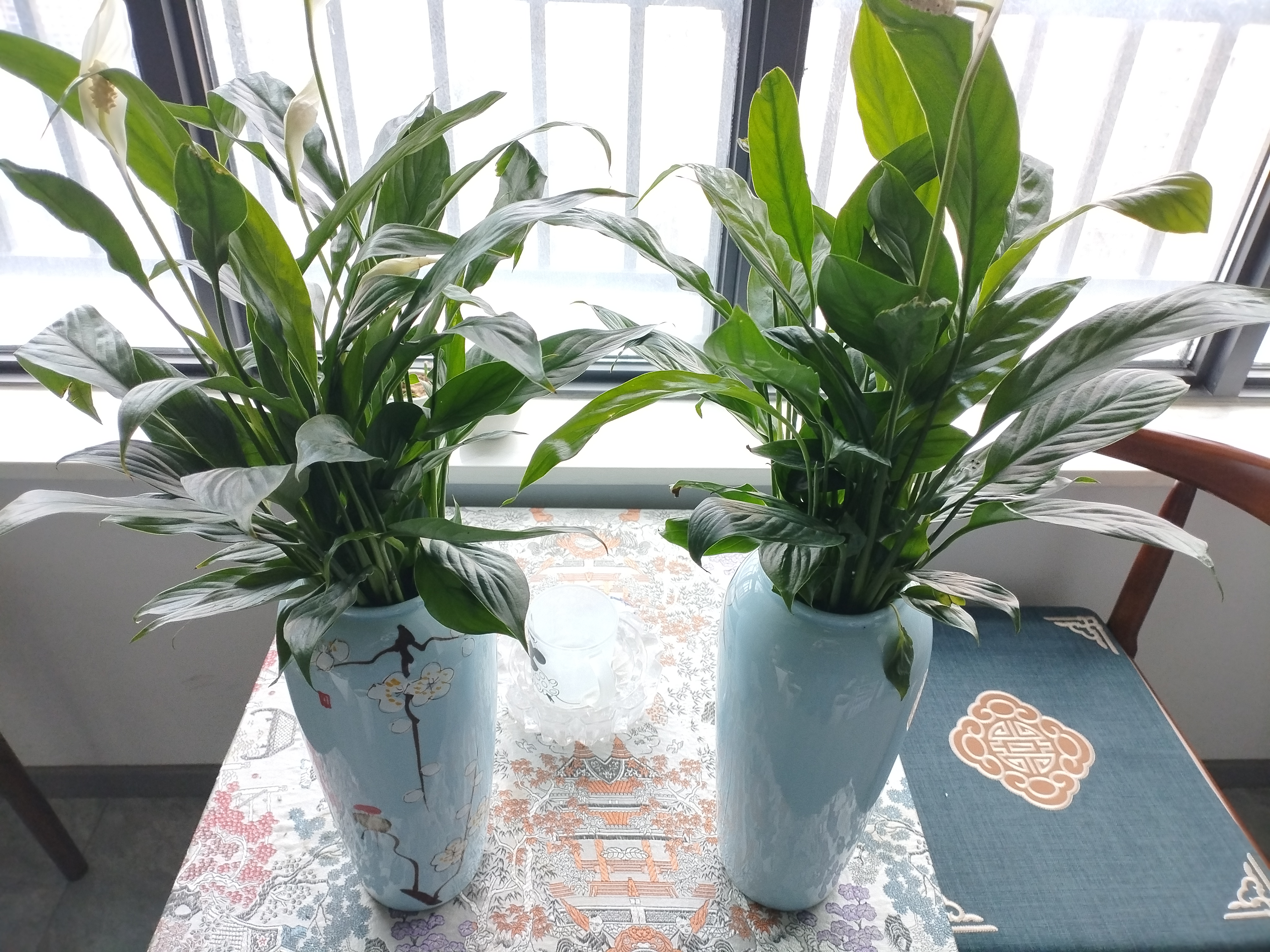 年宵花【热销款】白掌一帆风顺盆栽水培植物绿植过年装饰摆件年货 【店主推荐】特级白掌6-8株带花+早安盆+营养液 实拍图