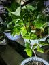 丁香花树苗浓香型四季开花植物南北方室内外庭院盆栽花卉大全耐寒 12年苗两颗-种48天开花/多彩丁香 实拍图