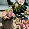 花翁栀子花盆栽四季开花卉大全树苗室内绿植好养易活带花苞源头直发 实拍图