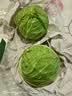 京鲜生云南新鲜包菜绿甘蓝 净重4.5斤 卷心菜甘蓝新鲜蔬菜 源头直发 实拍图