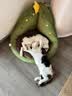 狮王艾宠宠物狗狗猫咪沐浴露除螨除臭550ml猫狗通用二合一 实拍图