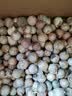 【东东买菜】云南干独头蒜独蒜烹饪炒菜大蒜头小蒜干蒜农家 2斤（净重1.8斤） 实拍图