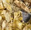 京鲜生海南老树菠萝蜜 10-15斤净重10斤+  新鲜水果 京东自营 源头直发 实拍图