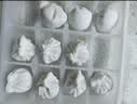 头厨手作水晶虾饺皇400g共20只广式早茶点心食品儿童早餐国庆节送礼 实拍图