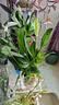 年宵花【热销款】白掌一帆风顺盆栽水培植物绿植过年装饰摆件年货 特级白掌10-12株带花【基地原盆原土】 实拍图