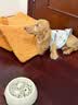 皇家狗粮幼犬奶糕幼犬狗粮宠物小型犬MIS30全价犬粮 ≤2月1KG 实拍图