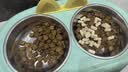 皇家猫粮 英短成猫粮 BS34 通用粮 12月以上 2KG 实拍图