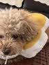 华元宠具（hoopet）狗狗伊丽莎白圈项圈小型犬宠物猫咪颈圈脖圈头套猫伊利沙白圈头罩 实拍图