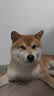 Orijen渴望狗粮 成犬幼犬无谷鸡原味鸡肉进口全价通用犬粮2kg 效期27/5 实拍图