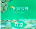 玖原农珍 四川阳光玫瑰葡萄新鲜晴王水果中秋鲜果礼盒 含箱5斤净果4斤优选果8-15g 实拍图