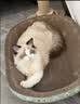 疯狂的主人猫抓板窝特大号猫玩具猫爪板猫抓盆不掉屑猫窝椭圆形瓦楞纸 实拍图