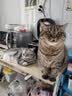 尾巴生活吸吸酱猪猪南瓜小黄泥口味80g/袋 补水全价主食餐包肉泥猫咪零食 实拍图