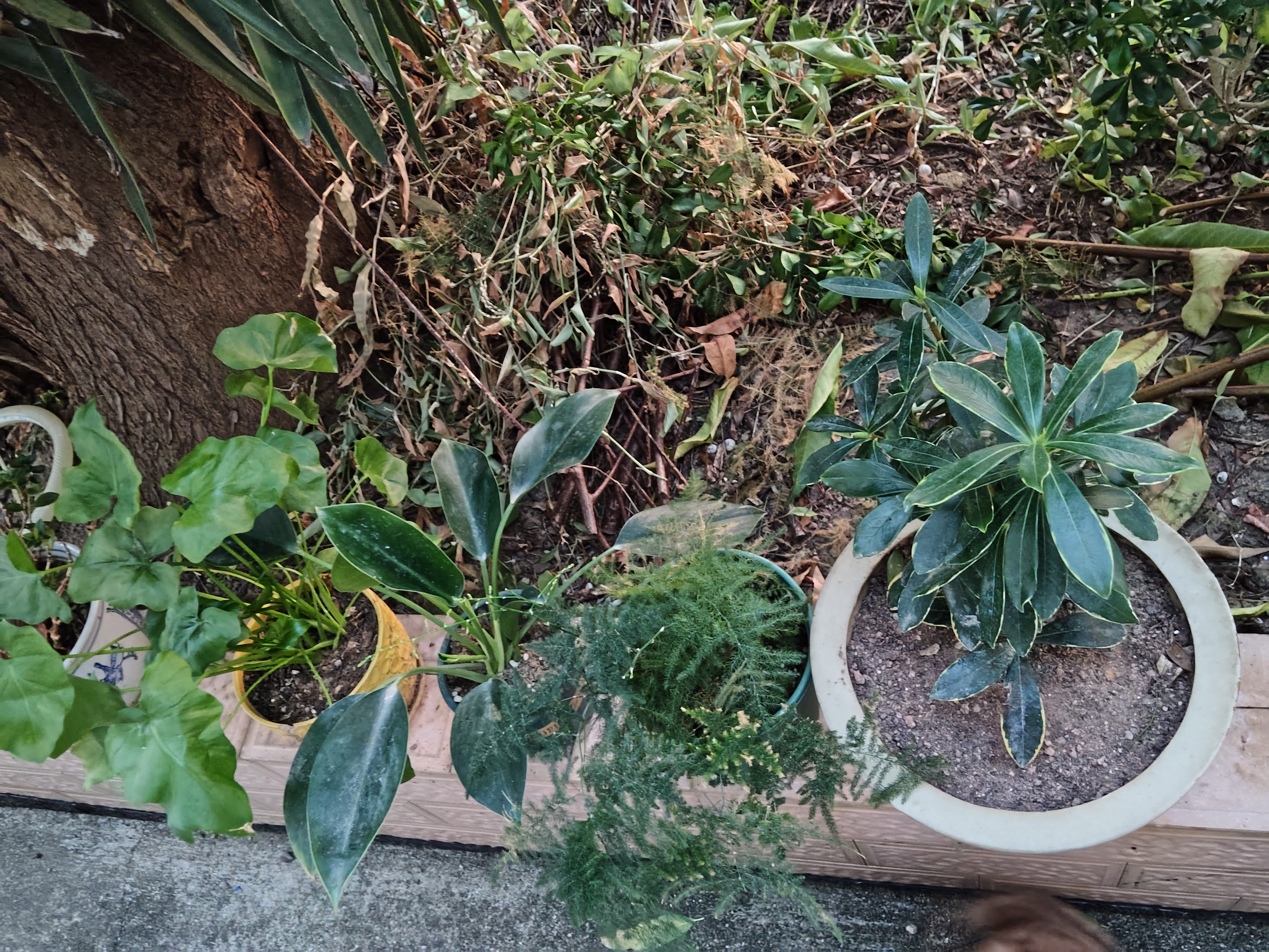 年宵花富贵竹龙鳞春羽水培植物春节过年装饰绿萝盆栽花卉绿植年货 精品春羽20-25cm【3棵】送营养液 实拍图