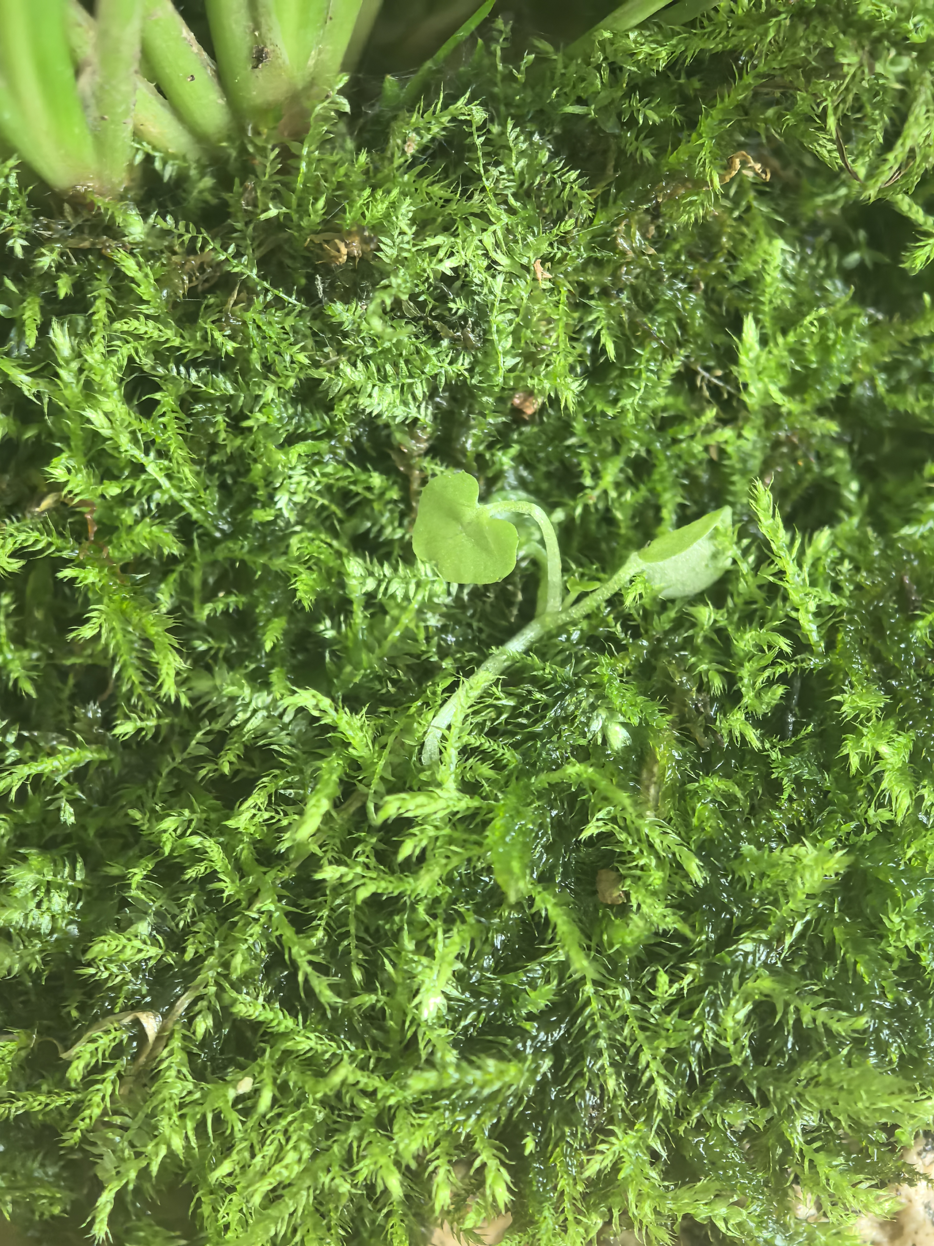 植筑小叶紫檀吸水石造型盆景摆件办公室桌面茶室内客厅盆栽水培绿植物 天然吸水石+小叶森林紫檀+（塑料盆） 高48cm*宽28cm*长32cm 实拍图