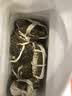【活蟹】漁家师傅大闸蟹全母3.0-3.3两8只去绳足重鲜活螃蟹现货生鲜水产礼盒中秋送礼 实拍图