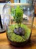 封茗【生命之树】生态瓶苔藓微景观青苔造景缸植物办公室绿植桌面盆栽 生命之树微景观(烟灰款) 实拍图