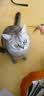 冠能猫粮成猫猫粮鸡肉味3.5kg 全价猫粮 稳固免疫 适口性强 实拍图
