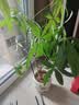 九千谷植物支撑架园艺花架阳台花园绣球月季爬藤 半圆20*35CM 3对装6393 实拍图