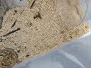 比克熊仓鼠木屑除臭垫料金丝熊木屑兔子刨花锯粉垫材用品原味2.5kg 实拍图