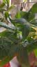 水培植物铁树小盆栽办公室内微景观桌面创意好养易活绿植花卉盆景 发财树盆栽 舍得盆加底托 高度15-25cm 实拍图