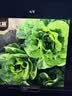 北蔬 生菜种子苗四季盆栽生吃奶油罗马生菜菜种籽 罗马生菜籽约5000粒 实拍图
