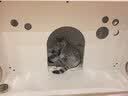 LEGENDSANDY蓝氏 全价猫粮成猫幼猫生骨肉冻干粮猎鸟乳鸽系列兔肉口味1.5kg*3 实拍图