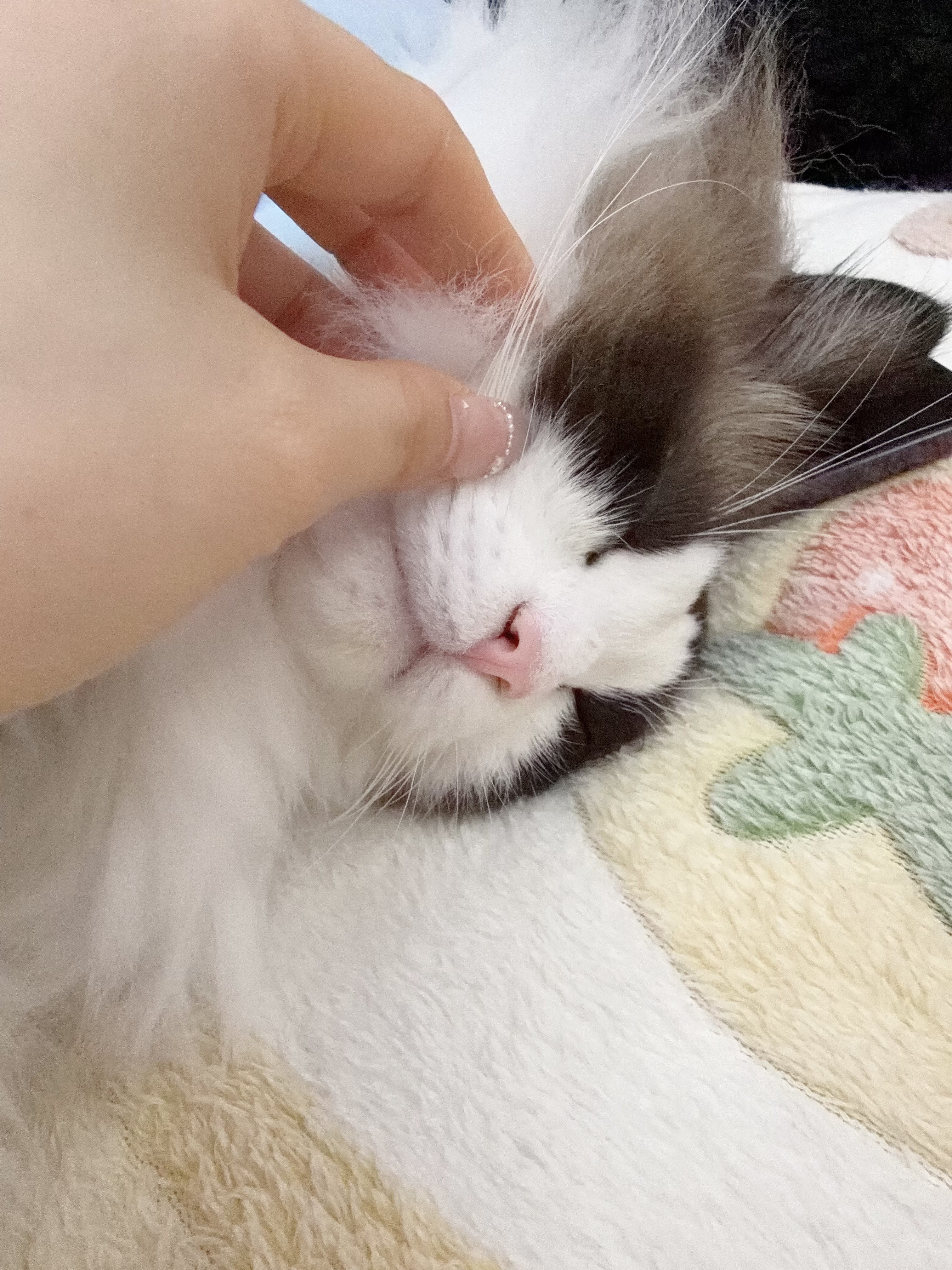 诚实一口P40全价猫粮成猫幼猫室内外80%鲜肉高蛋白长肉美毛鸡鱼味400g 实拍图