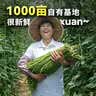 吉香居脆口豇豆 酸豆角爽脆下饭菜酸豇豆四川红油榨菜咸菜330g送20g 实拍图