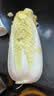【霜打菜】三宝白菜约650g(大娃娃菜) 实拍图