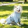 华元宠具（hoopet）狗狗冲锋衣春秋狗衣服防风防水雨衣四脚衣全包防脏边牧中大型犬 实拍图