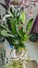 年宵花【热销款】白掌一帆风顺盆栽水培植物绿植过年装饰摆件年货 特级白掌10-12株带花【基地原盆原土】 实拍图