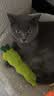 欢宠网猫玩具猫咪猫薄荷球抱枕逗猫棒磨牙洁齿猫猫小猫幼猫宠物自嗨解闷 实拍图