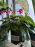 九千谷花盆加仑盆塑料花盆家用园艺种植小花盆带托盘14*14cm 2个装5051 实拍图