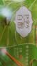 格力高(glico)百醇家庭犒赏装抹茶慕斯味126g(7小袋)饼干零食礼物 实拍图