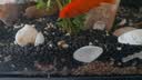HANYANG 溪河沙水草鱼缸造景底砂免洗溪流粗沙化妆沙龟缸水族养鱼用品2kg 实拍图