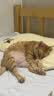 诚实一口P32全价猫粮成猫幼猫室内外低敏轻松蛋白易消化守护肠胃营养 6kg 实拍图