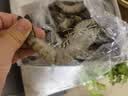 云储生活黑虎虾特大号鲜活冷冻新鲜斑节虾海虾虾类生鲜2030规格 净重2.5斤 实拍图