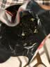 乐品乐茶茉莉花茶茶叶特级川派横县飘雪浓香绿茶2026新茶250g自饮送长辈 实拍图