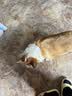 麦富迪狗粮 藻趣儿狗粮成犬粮牛肉螺旋藻 均衡营养15kg/30斤 实拍图