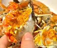 【活蟹】蟹宗现货鲜活大闸蟹全母3.0-3.3两8只生鲜螃蟹海鲜水产节日礼品礼盒源头直发 实拍图
