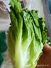 【烧烤季】钟灵山罗马生菜400g 实拍图