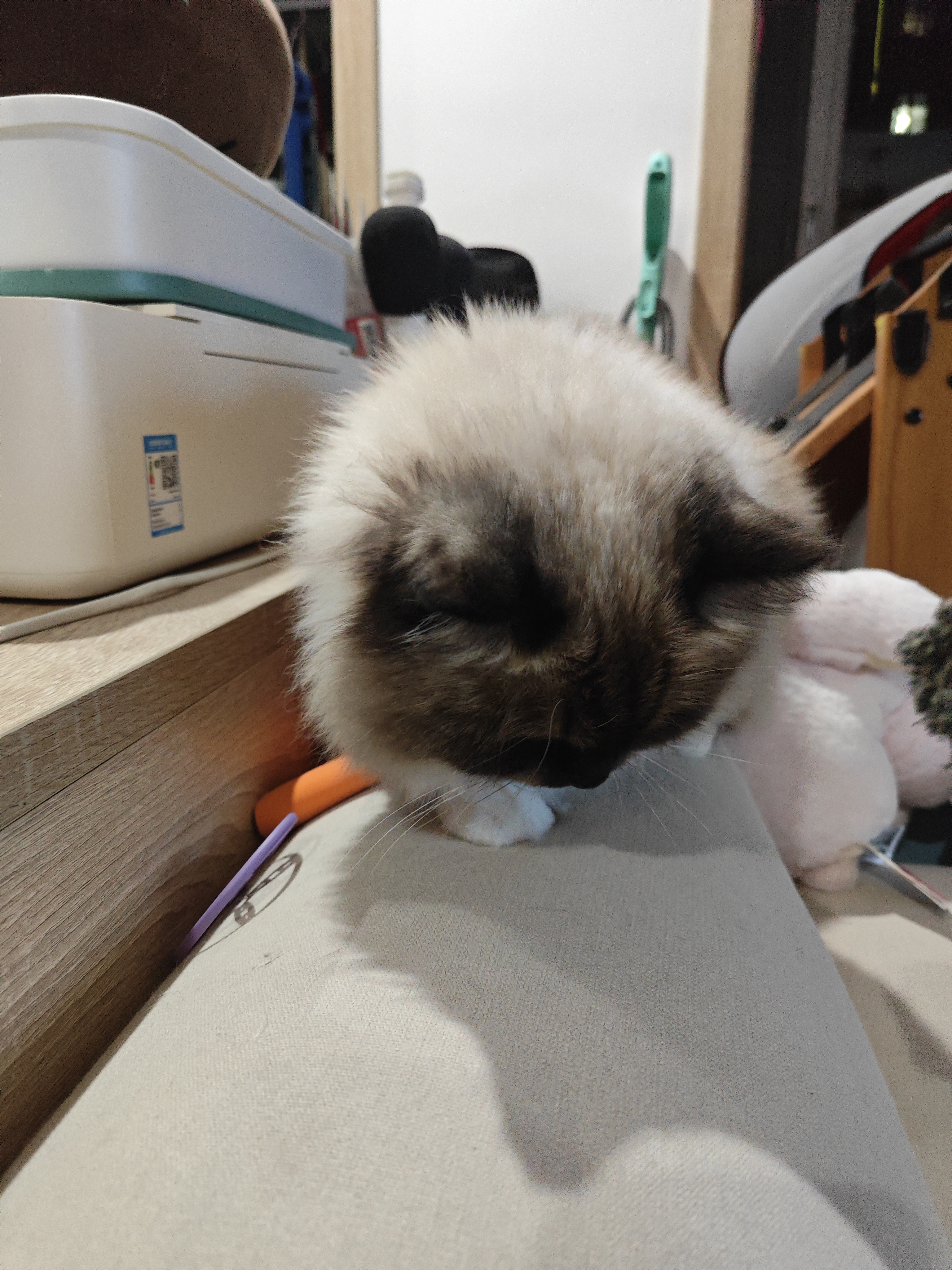 京东京造 冻干猫咪零食6种鱼300g 三文鱼金枪鱼鳕鱼猫零食狗狗 实拍图