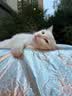 亿迪猫粮冻干幼猫成猫10斤全价英短蓝猫布偶老年猫国产通用全阶段5kg 实拍图