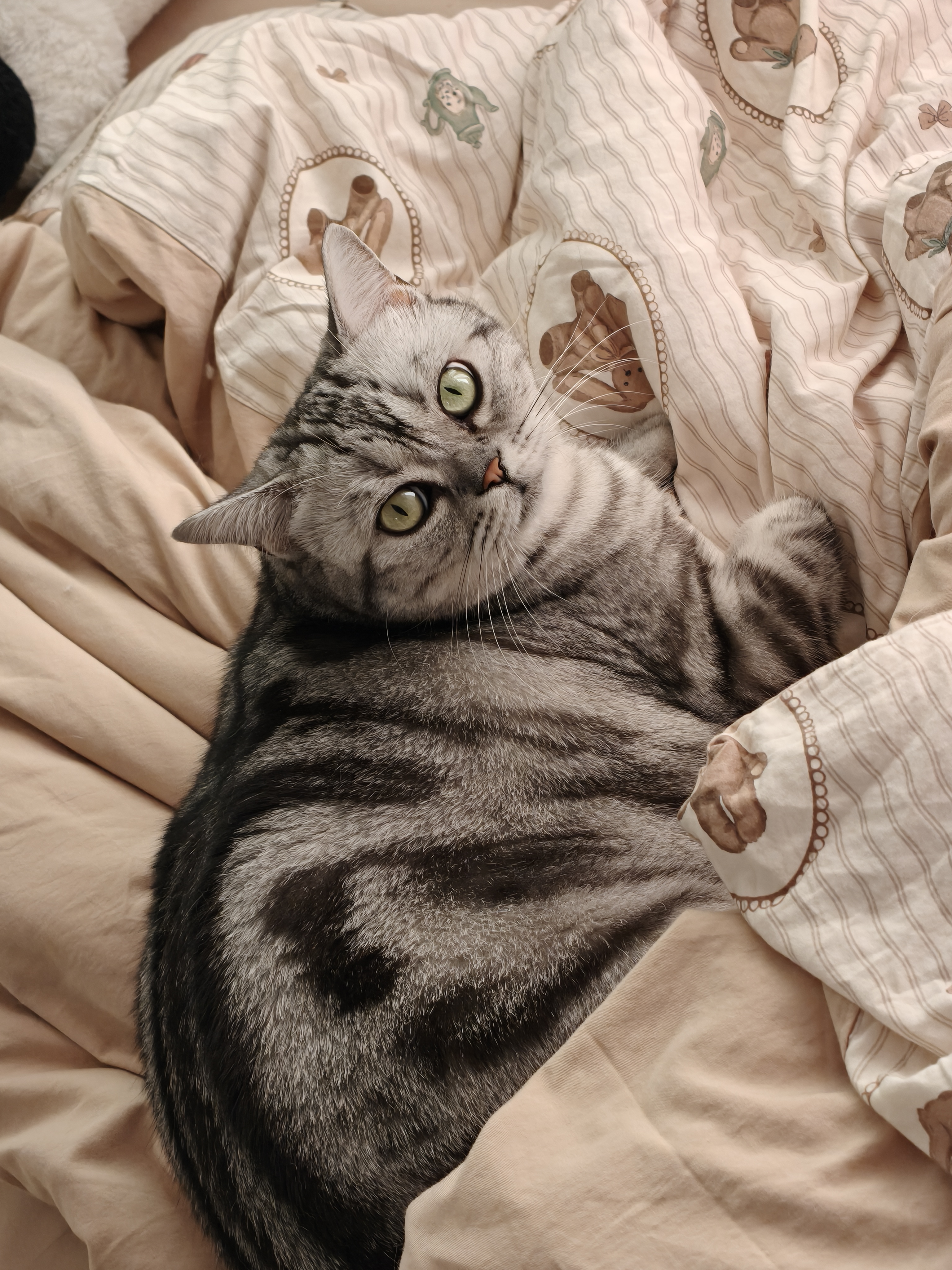 pidan混合豆腐猫砂 豆腐膨润土皮蛋猫砂除臭猫砂结团快 经典款2.4kg*4 实拍图