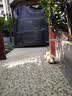狼孩儿泰迪狗狗粮10斤成犬幼犬狗粮40斤泰迪小型犬天然粮20斤  20kg牛肉四拼粮(高营养40斤） 实拍图